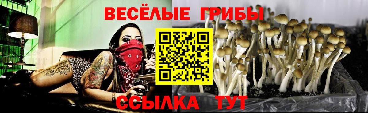 Псилоцибиновые грибы Cubensis  Галлюциногенные грибы мицелий  сколько стоит  Дивногорск  Вход с VPN 